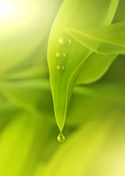 Čerstvé zelené listy s kapky vody na něm — Stock fotografie