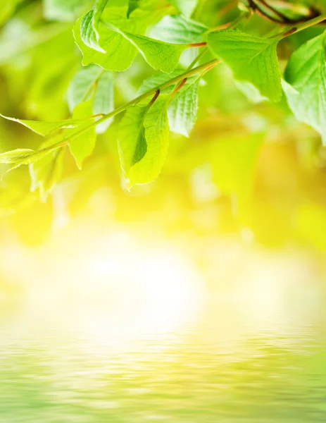 Gröna blad återspeglas i återgivna vatten — Stockfoto