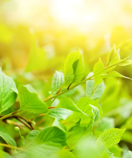 Green Leaves Sunny Day — Stock Photo, Image