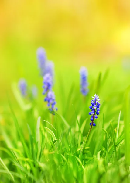 Belles fleurs bleues sur une prairie (DoF peu profonde ) — Photo