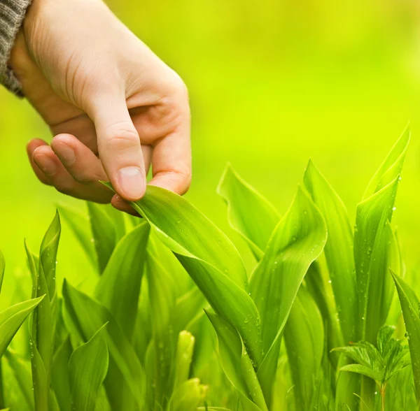 Человеческая рука касается зеленой травы — стоковое фото
