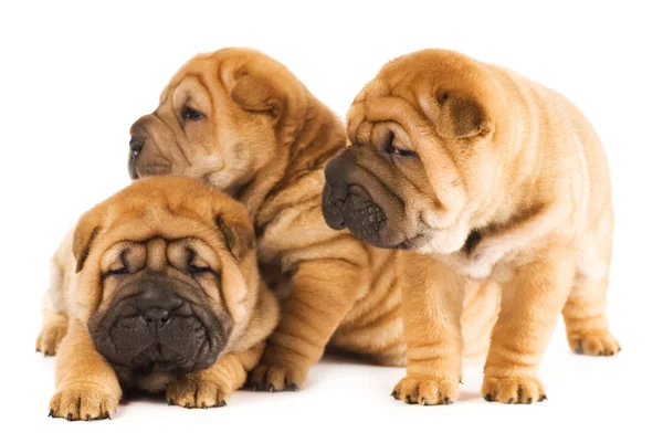 Groep van drie prachtige sharpei pups geïsoleerd op witte backg — Stockfoto