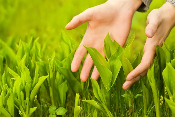 Людські Руки Торкаються Зеленої Трави — стокове фото