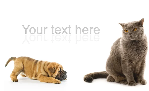 Sharpei Щенок Британский Кот Изолированы Белом Фоне — стоковое фото