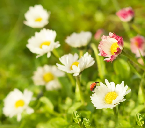 Ladybug Sitting Flower — Stock Photo, Image