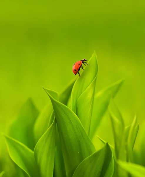 Ladybug zittend op een groen gras — Stockfoto