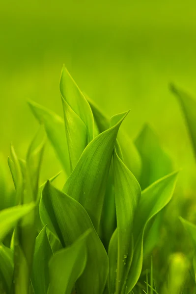 Färskt Grönt Gräs Grund Dof — Stockfoto