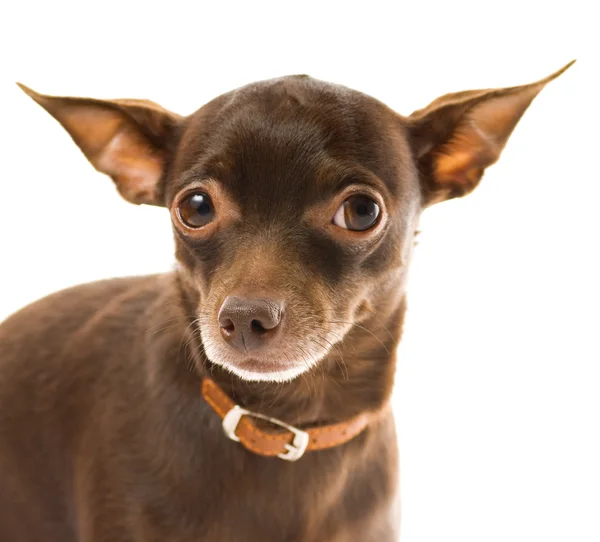 Toy terrier isolated on white background — Stock Photo, Image
