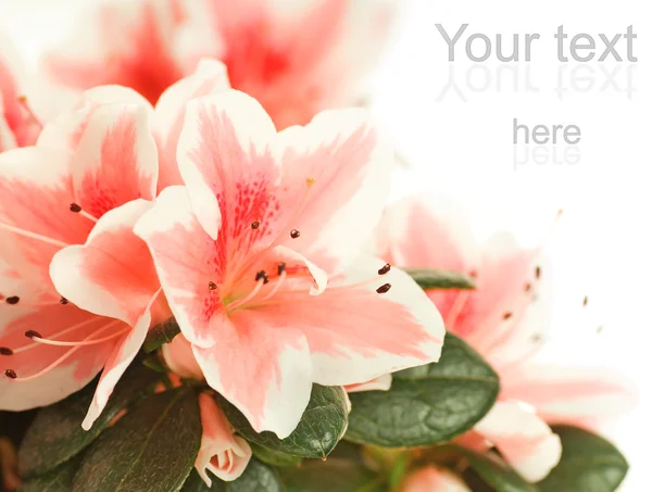 Krásné Čerstvé Květiny Bílém Pozadí — Stock fotografie