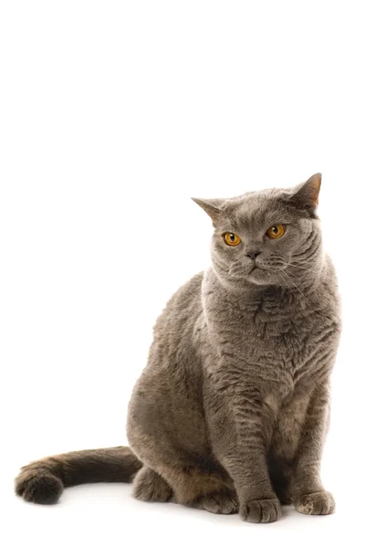 Britische Katze isoliert auf weißem Hintergrund — Stockfoto