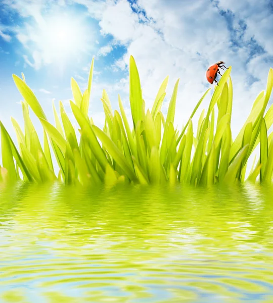 Nyckelpiga sitter på ett gräs som återspeglas i återgivna vatten — Stockfoto