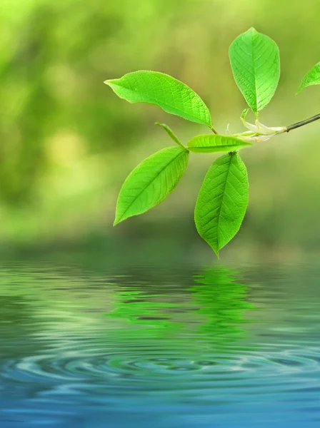 Folhas Verdes Refletidas Água Fundida — Fotografia de Stock