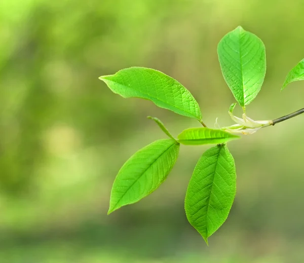Πράσινα Φύλλα Θολή Φόντο — Φωτογραφία Αρχείου