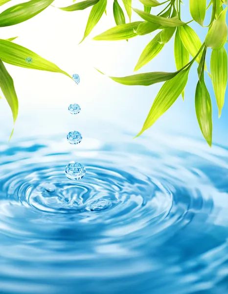Wassertropfen Aus Einem Bambusblatt — Stockfoto