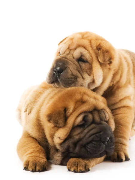 Two sharpei puppies — Stock Photo, Image
