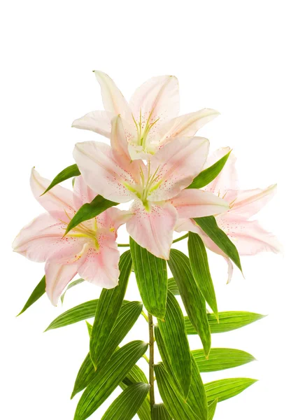 Lily flor sobre fundo branco — Fotografia de Stock