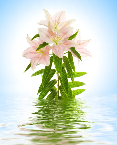 Flor de lírio refletida na água fundida — Fotografia de Stock