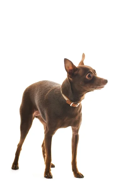Toy Terrier Isoliert Auf Weißem Hintergrund — Stockfoto
