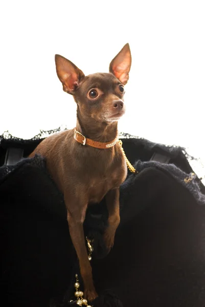 Spielzeug Terrier Einer Luxus Tasche Isoliert Auf Weißem Hintergrund — Stockfoto