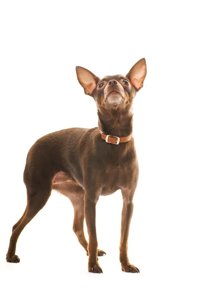 Toy Terrier Isolated White Background — Stock Photo, Image