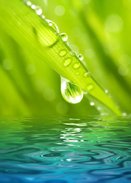 Morgentau auf grünem Gras spiegelt sich im gereinigten Wasser — Stockfoto