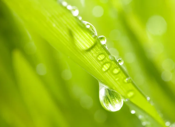 Close-up shot zelené trávy s kapkami deště na něj — Stock fotografie