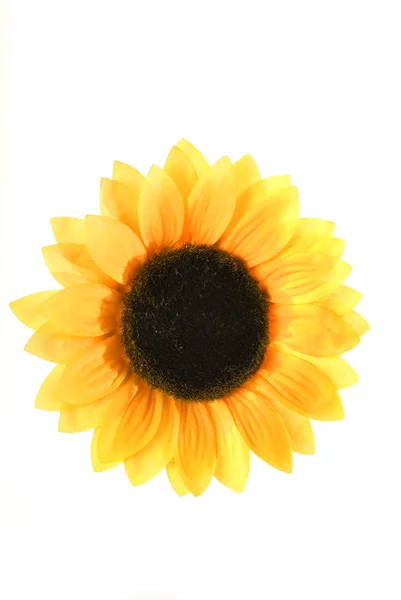 Słonecznik na białym tle — Zdjęcie stockowe