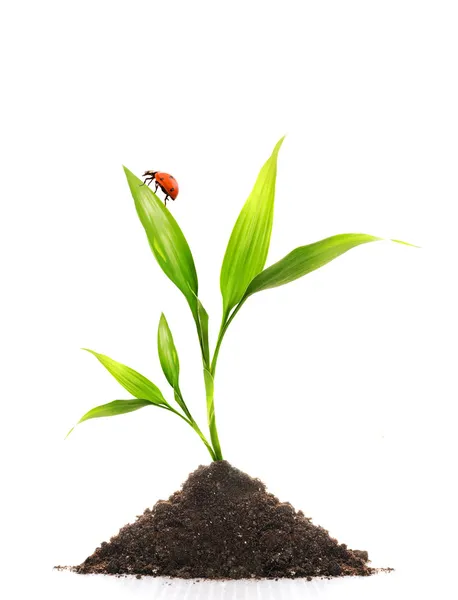 Молодое Растение Маленькая Божья Коровка Сидят Листе — стоковое фото