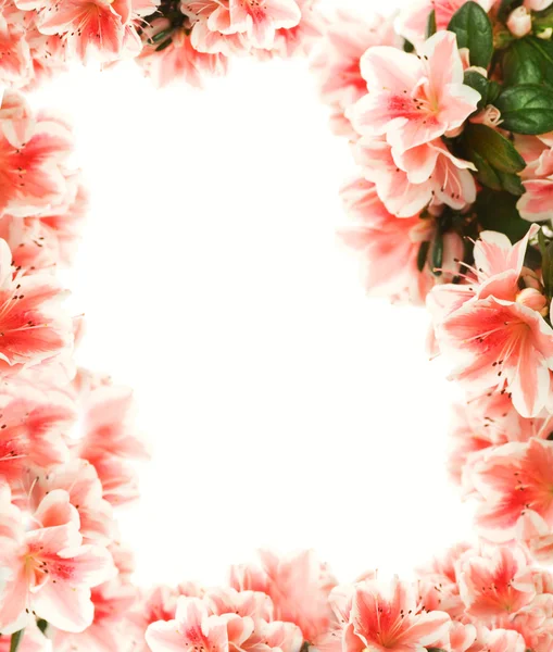 Güzel çiçek sınır — Stok fotoğraf