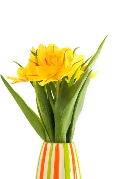 黄色的花朵 在白色背景上孤立的多彩花瓶里 — 图库照片
