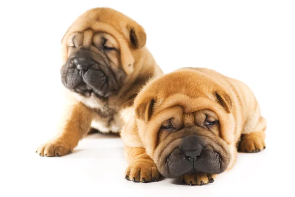 Two Sharpei Puppies — Stock Photo, Image