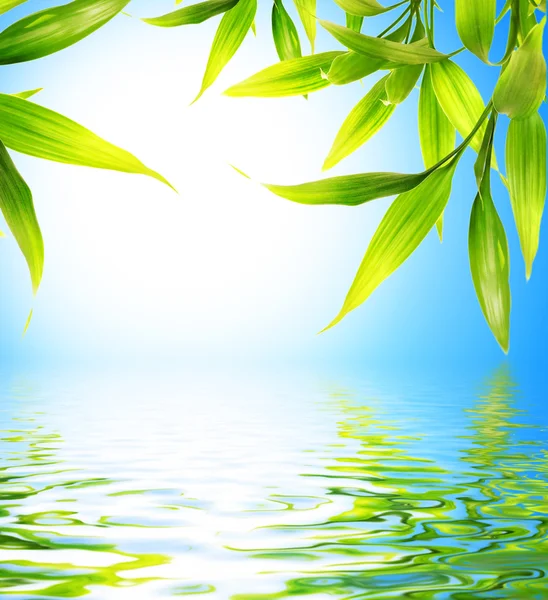 Folhas de bambu refletidas na água fundida — Fotografia de Stock