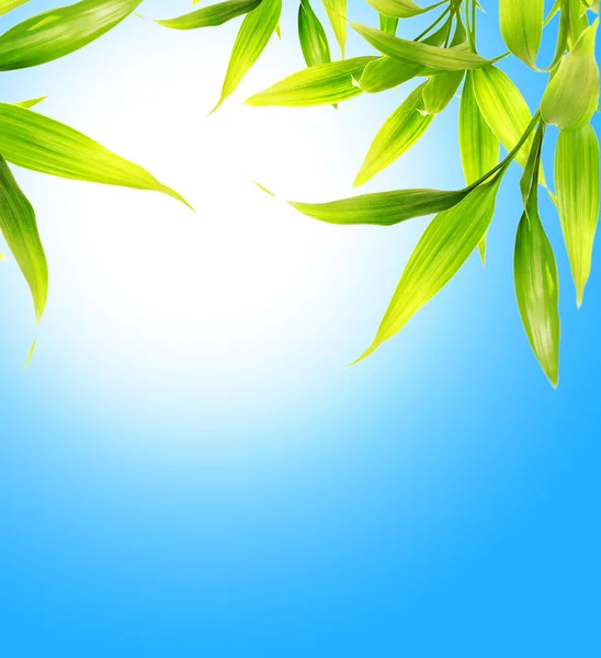 Folhas de bambu sobre o céu azul — Fotografia de Stock
