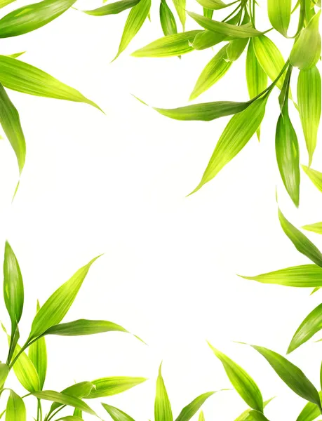 Schöne Bambusblätter Rand über weißem Hintergrund — Stockfoto