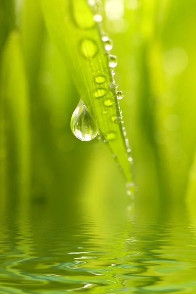 Ranní rosa na zelené trávě odráží ve vykresleném vodě — Stock fotografie