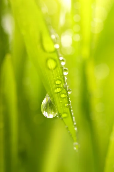 Крупним Планом Знімок Зеленої Трави Краплями Дощу Ньому — стокове фото