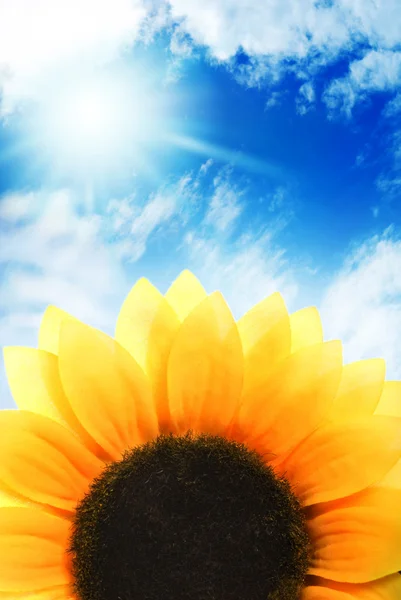 Slunečnice nad modrá obloha — Stock fotografie