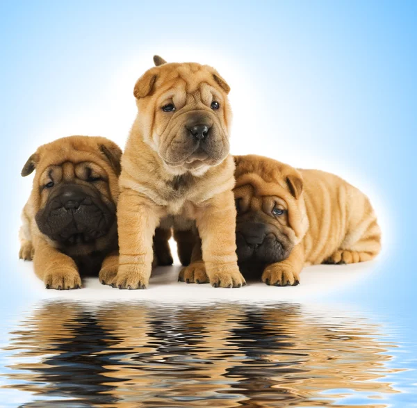 Group of adorable sharpei puppies near the water — Stock Photo, Image