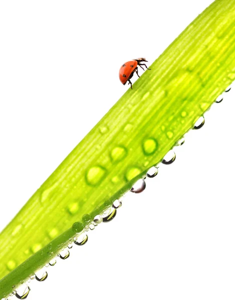 瓢虫沿着绿色的湿草地跑 在白色背景上孤立 — 图库照片