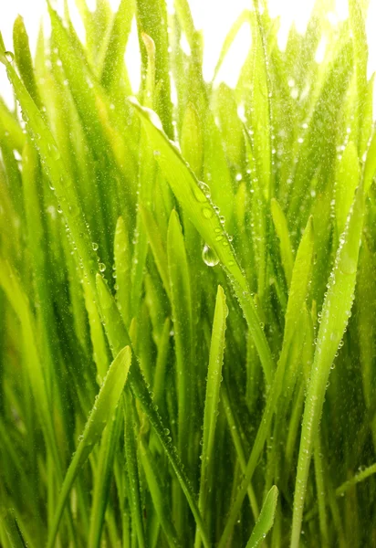 Yeşil Çimenlerin Üzerine Yağmur Damlaları Ile Yakın Çekim Shot — Stok fotoğraf