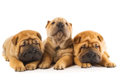 Group of three beautiful sharpei puppies isolated on white backg clipart