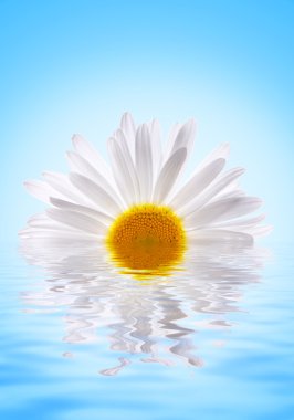 Beautiuful daisy reflecterd in rendered water clipart