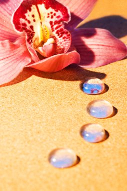 Pink orchid with dew drops on its petals close-up shot clipart