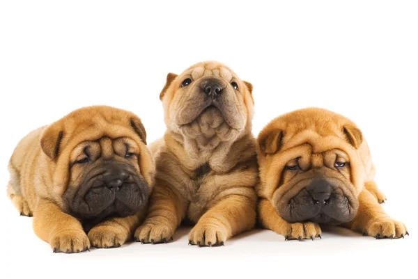 Gruppe von drei wunderschönen Sharpei-Welpen isoliert auf weißem Rücken — Stockfoto