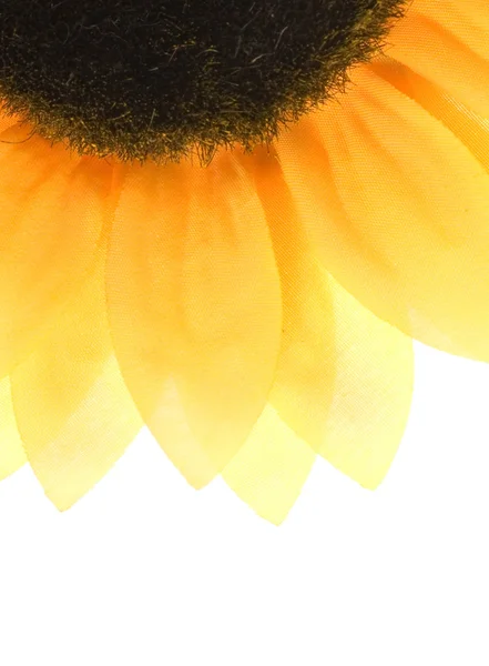 Zonnebloem op witte achtergrond — Stockfoto