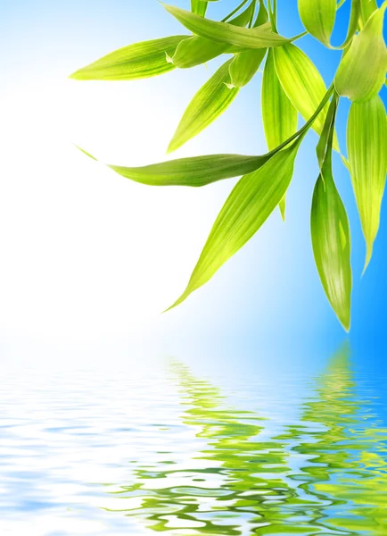 Folhas de bambu refletidas na água fundida — Fotografia de Stock