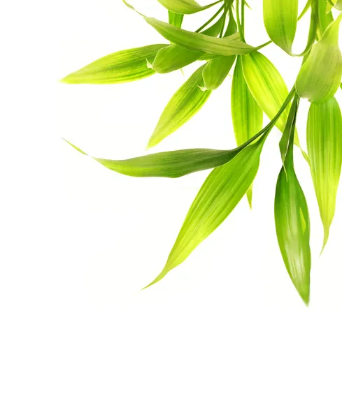 Bambusblätter isoliert auf weißem Hintergrund — Stockfoto