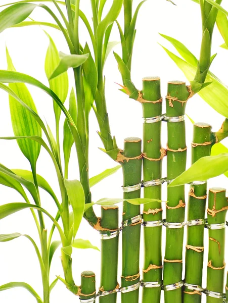 Bamboe bladeren geïsoleerd op witte achtergrond — Stockfoto