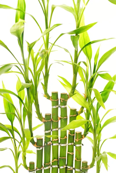 Hojas de bambú aisladas sobre fondo blanco — Foto de Stock
