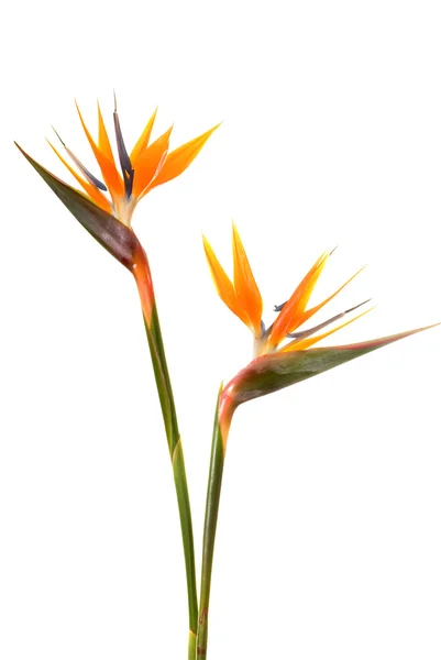 Cennet Kuşu Çiçeği Strelitzia Reginae Beyaz Arka Planda Izole Edilmiştir — Stok fotoğraf